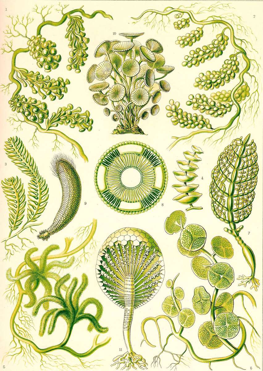 Haeckel E -1904- Siponeae - Giant Algetts jigsaw puzzle online