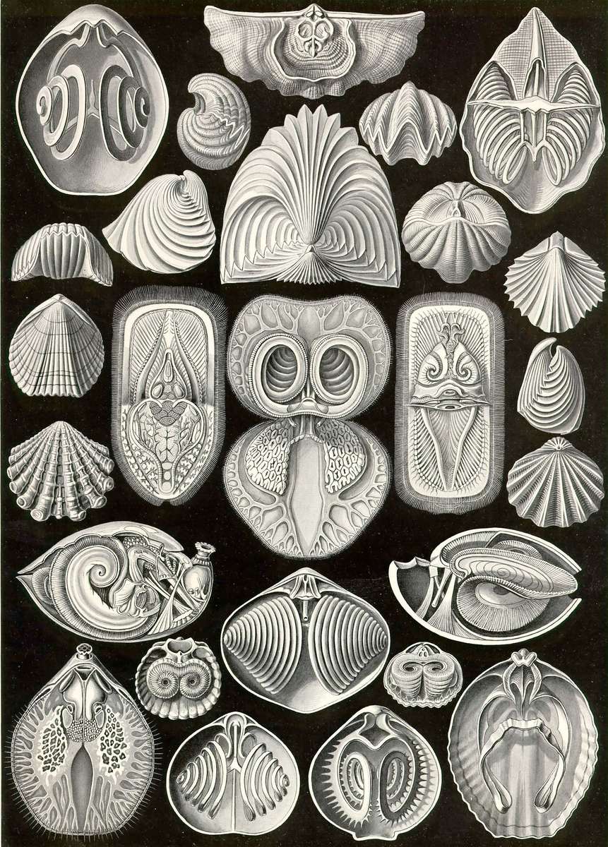 Haeckel E -1904- Spirobranchia - spiral gill online puzzle