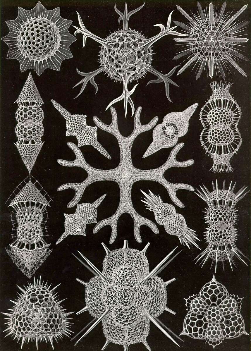 Haeckel E -1904- Spumellaria - foam jets jigsaw puzzle online