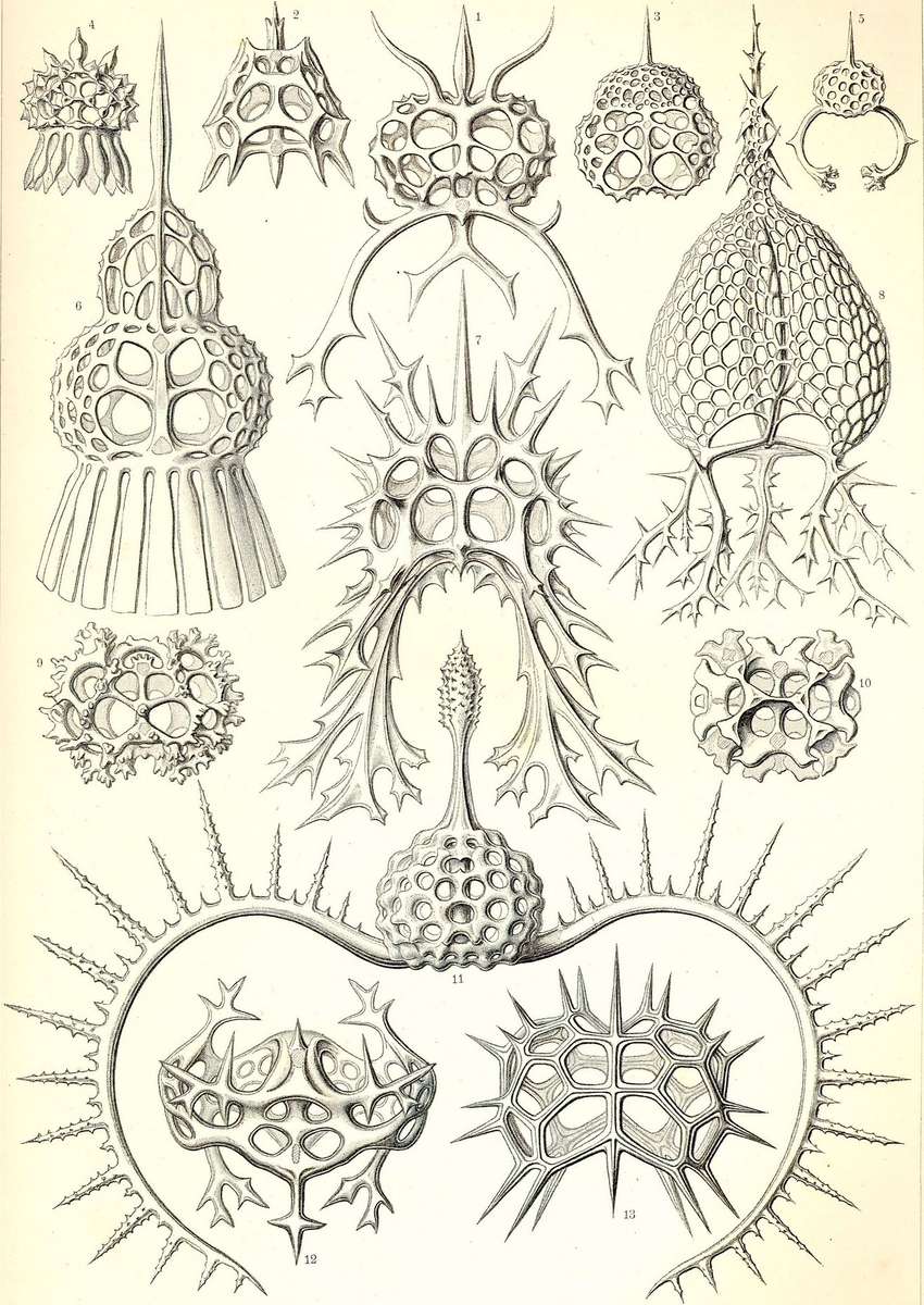 Haeckel E -1904- Spyroidea - foot-ray rings online puzzle