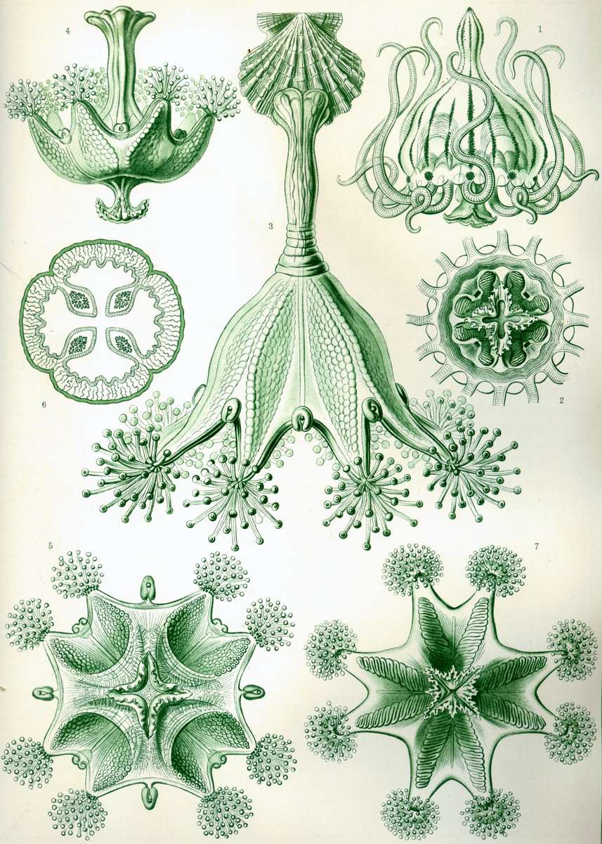 Haeckel E -1904- Stauromedusae cup jellyfish jigsaw puzzle online