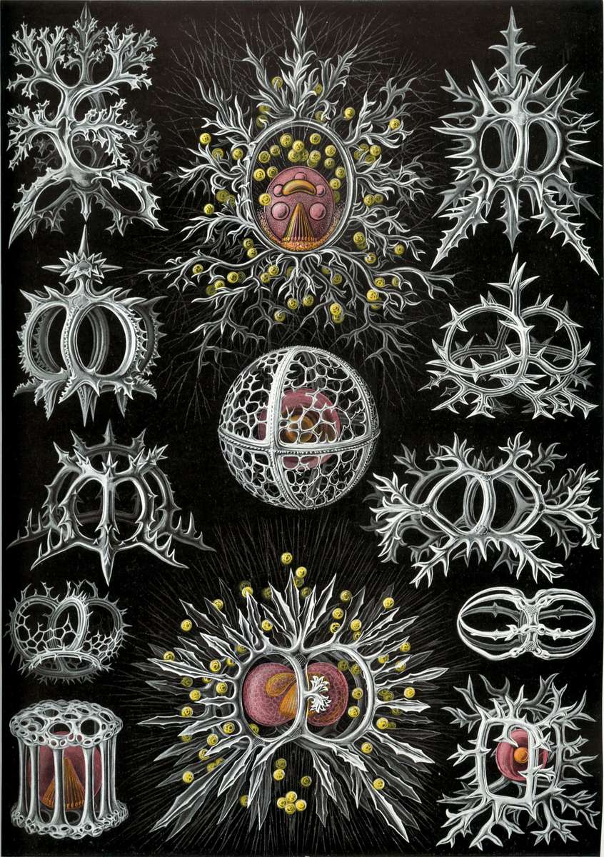 Haeckel E -1904- Stephoidea - Ringlet radishes online puzzle