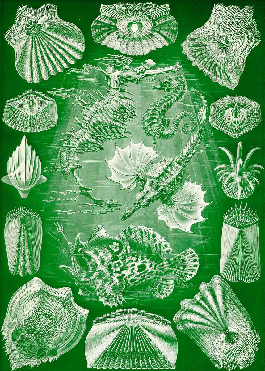 Haeckel E -1904- Teleostei - Bony fish jigsaw puzzle online
