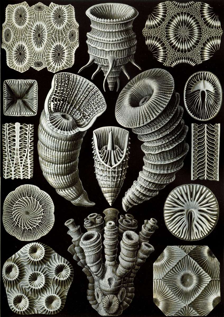 Haeckel E -1904- Tetracoralla - Four-rayed star online puzzle