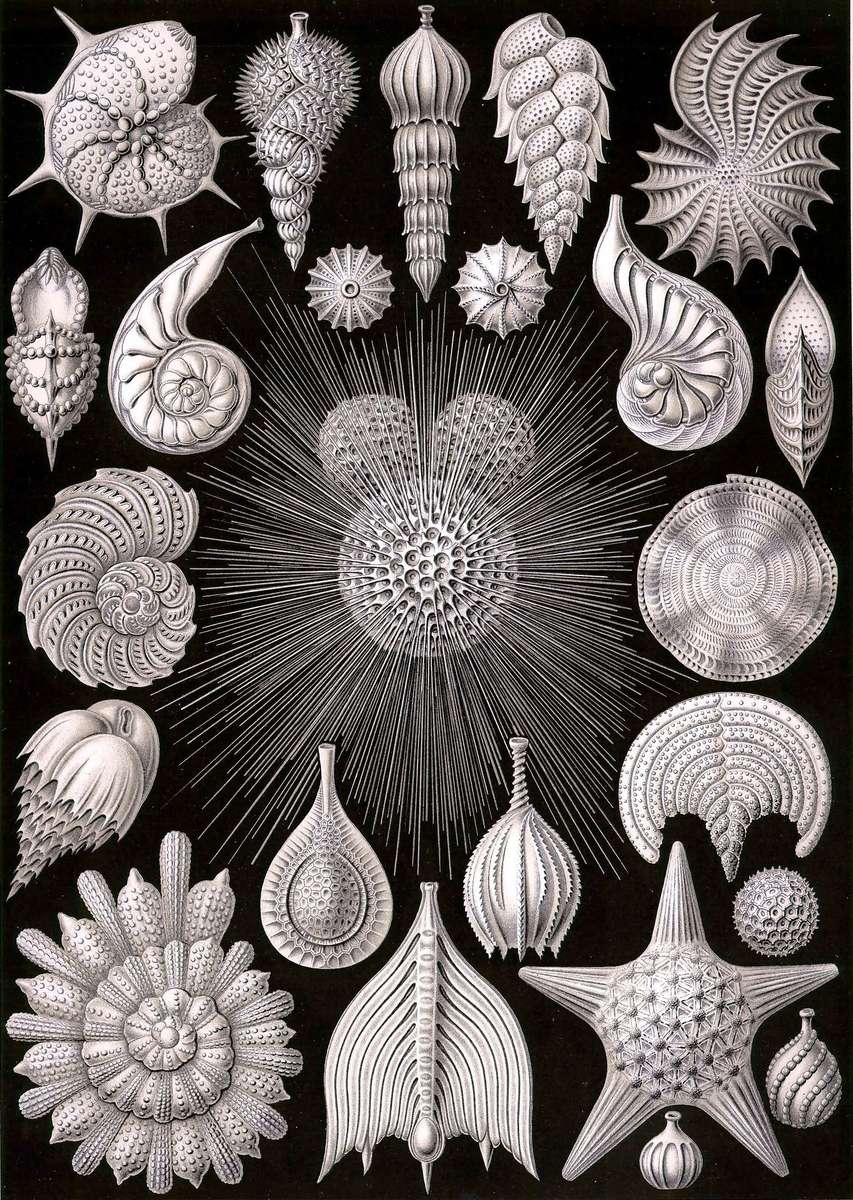 Haeckel E -1904- Thalamophora - Kammerlinge jigsaw puzzle online