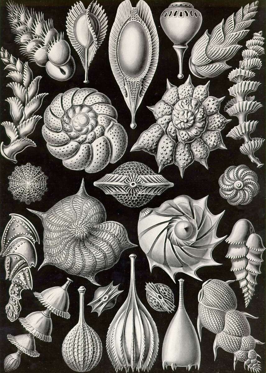 Haeckel E -1904- Thalamophora3 - Kammerlinge jigsaw puzzle online