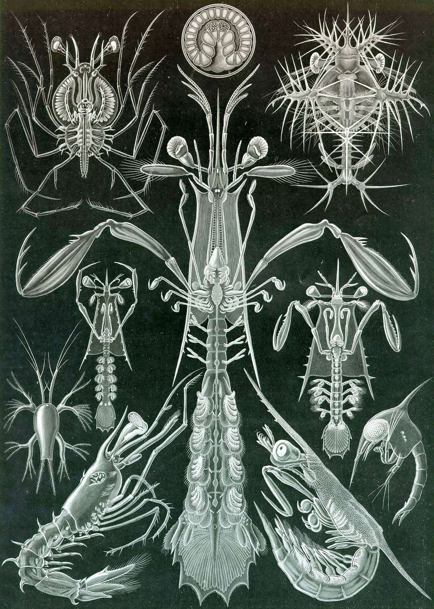 Haeckel E -1904- Thoracostraca - crayfish online puzzle