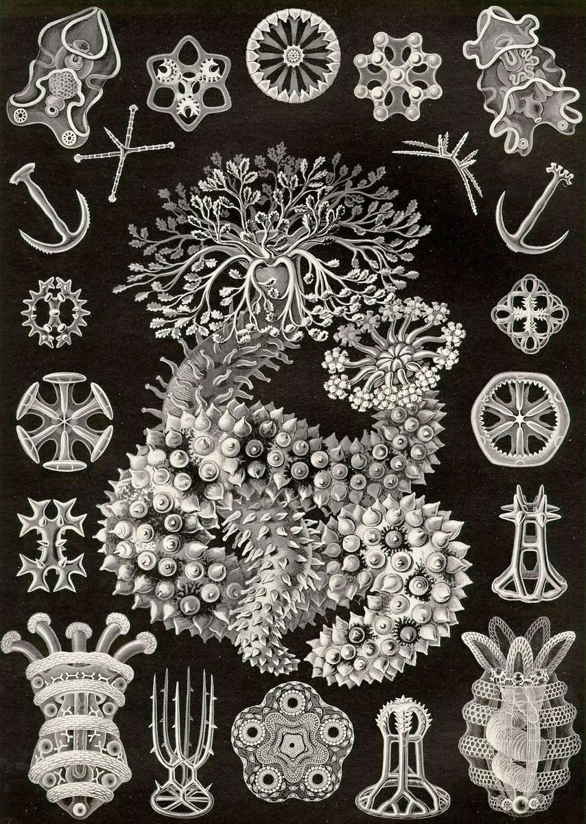 Haeckel E -1904- Thuroidea - cucumber stars jigsaw puzzle online