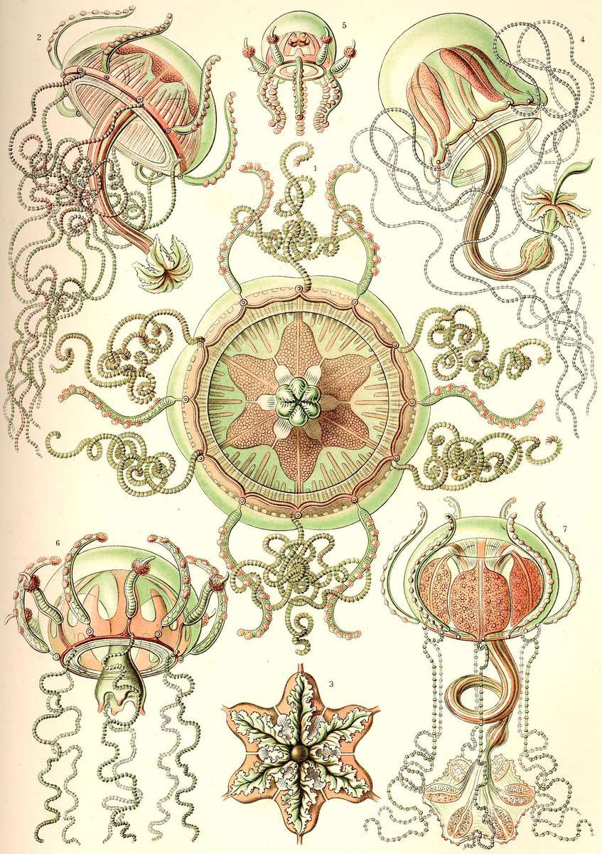 Haeckel E -1904- Trachodedusae - jellyfish jigsaw puzzle online