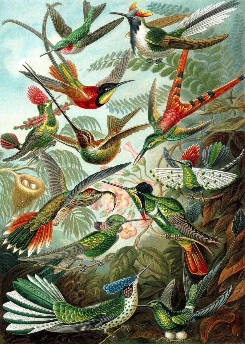 Haeckel E -1904- Trochilidae - Hummingbirds online puzzle