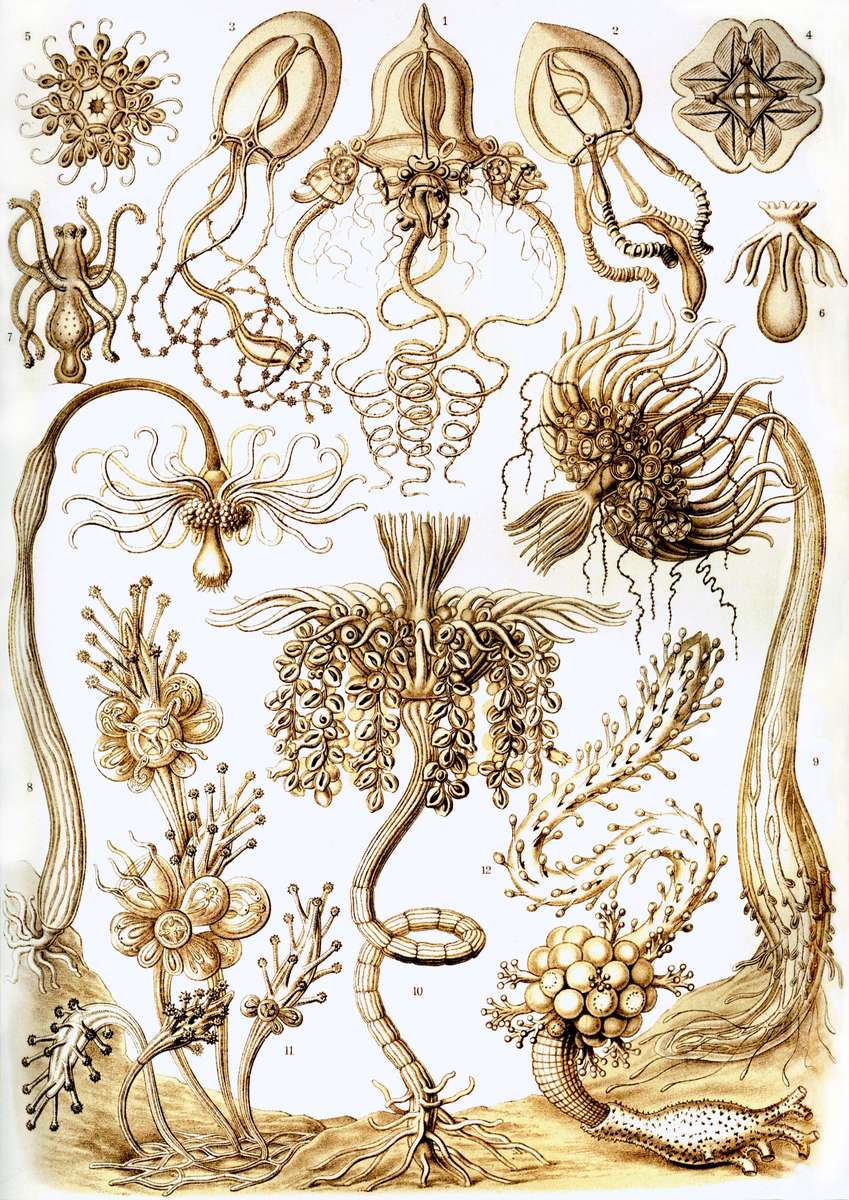 Haeckel E -1904- Tubulariae - tubular polyps jigsaw puzzle online