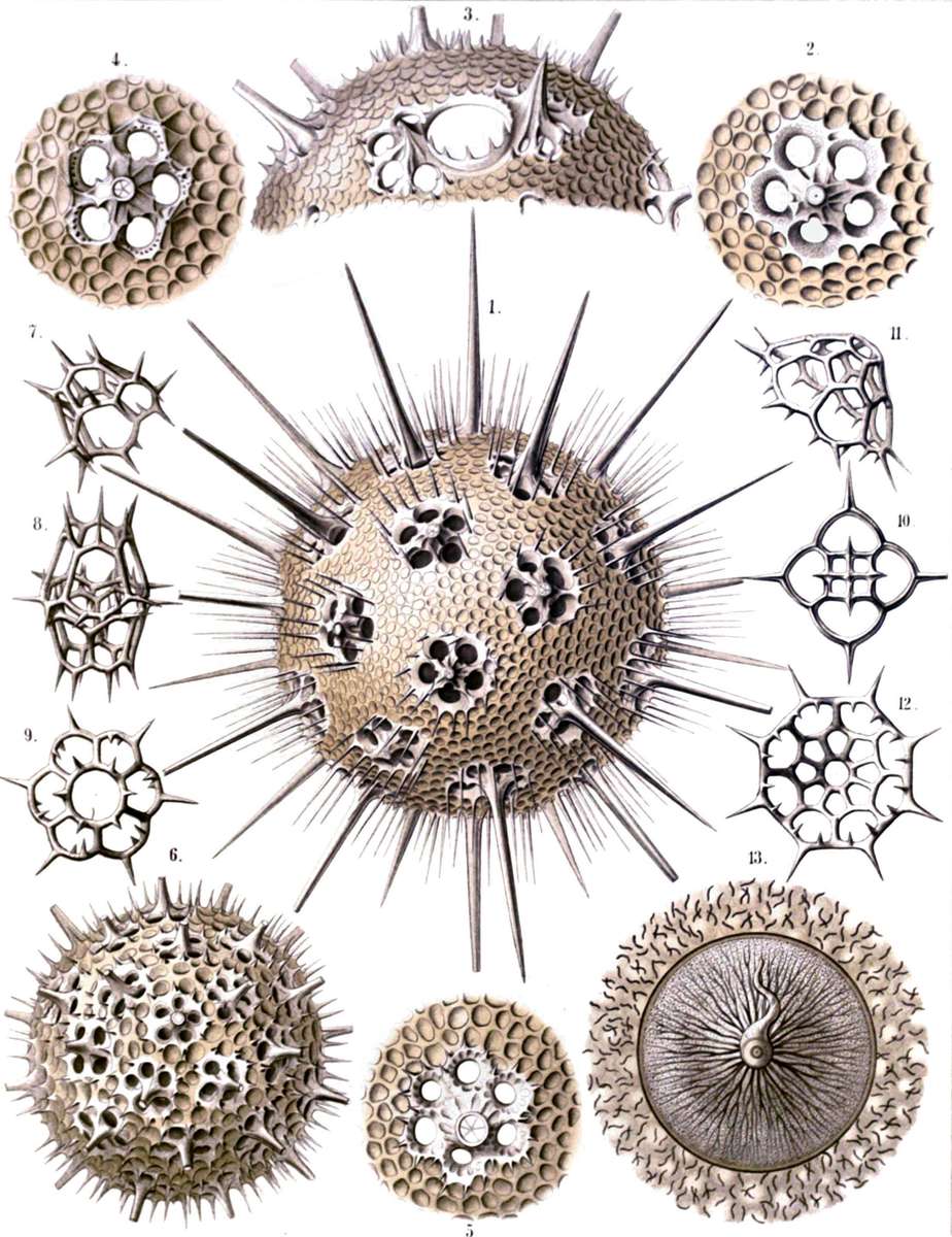 Haeckel E -1904- Radiolaria - jellyfish online puzzle