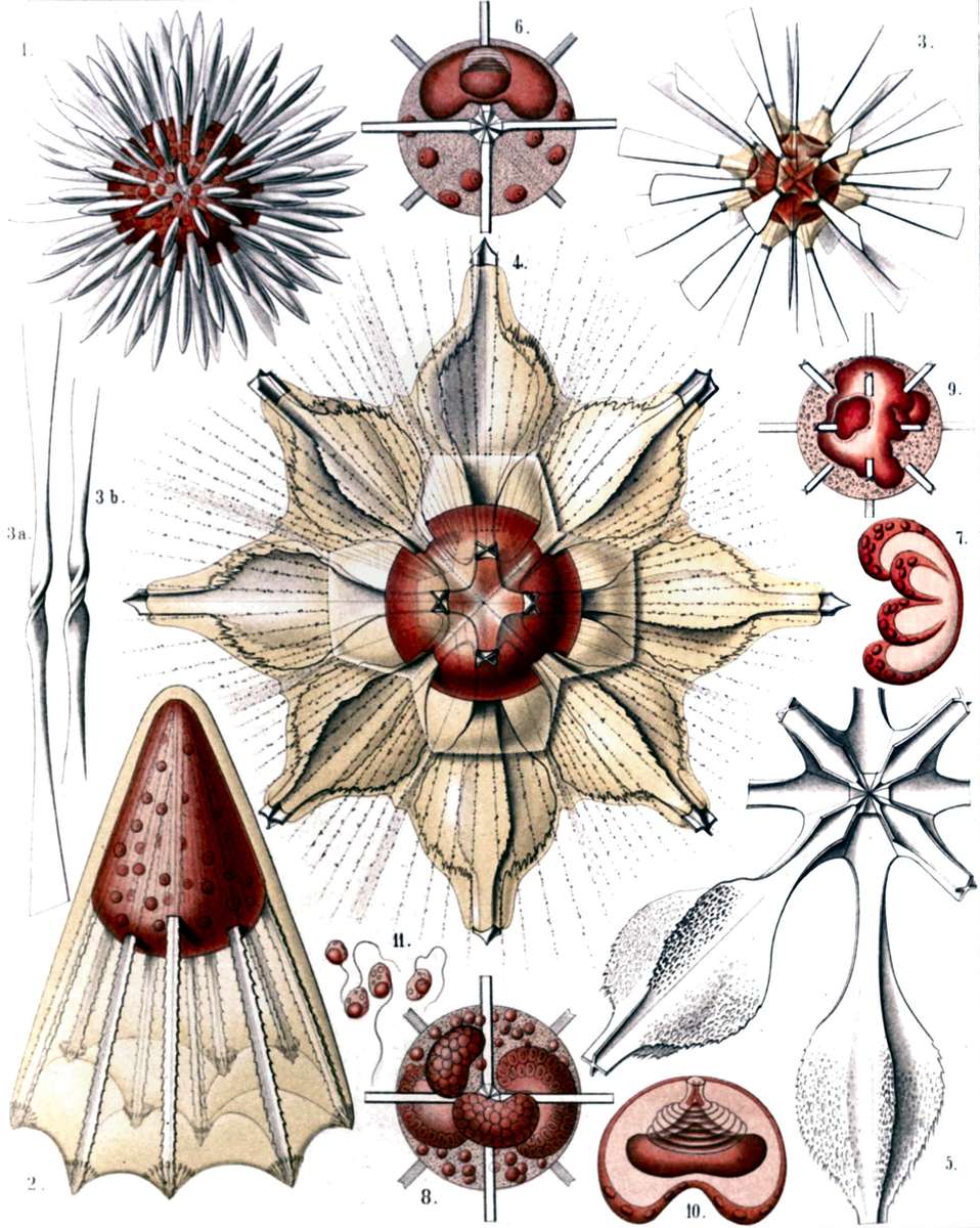 Haeckel E -1904- Radiolaria2 - jellyfish jigsaw puzzle online