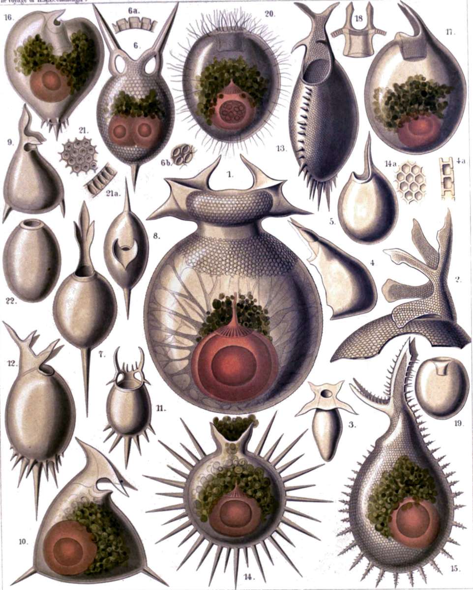 Haeckel E -1904- Radiolaria3 - jellyfish online puzzle