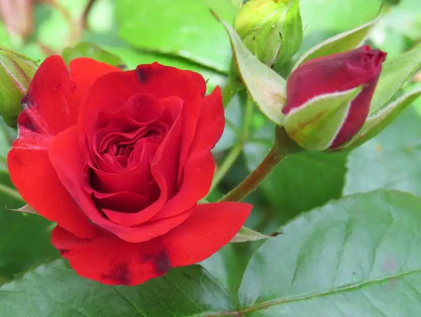 Rosa roja rompecabezas en línea