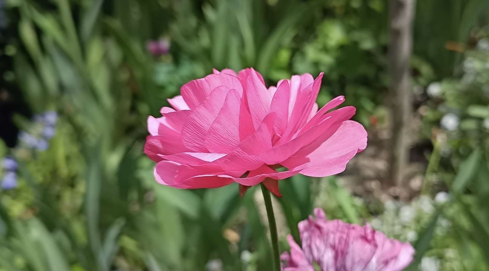 Buttercup flower. (own photo) jigsaw puzzle online