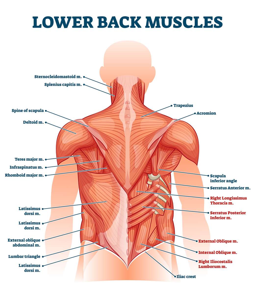 MUSCLES OF THE SPINE online puzzle
