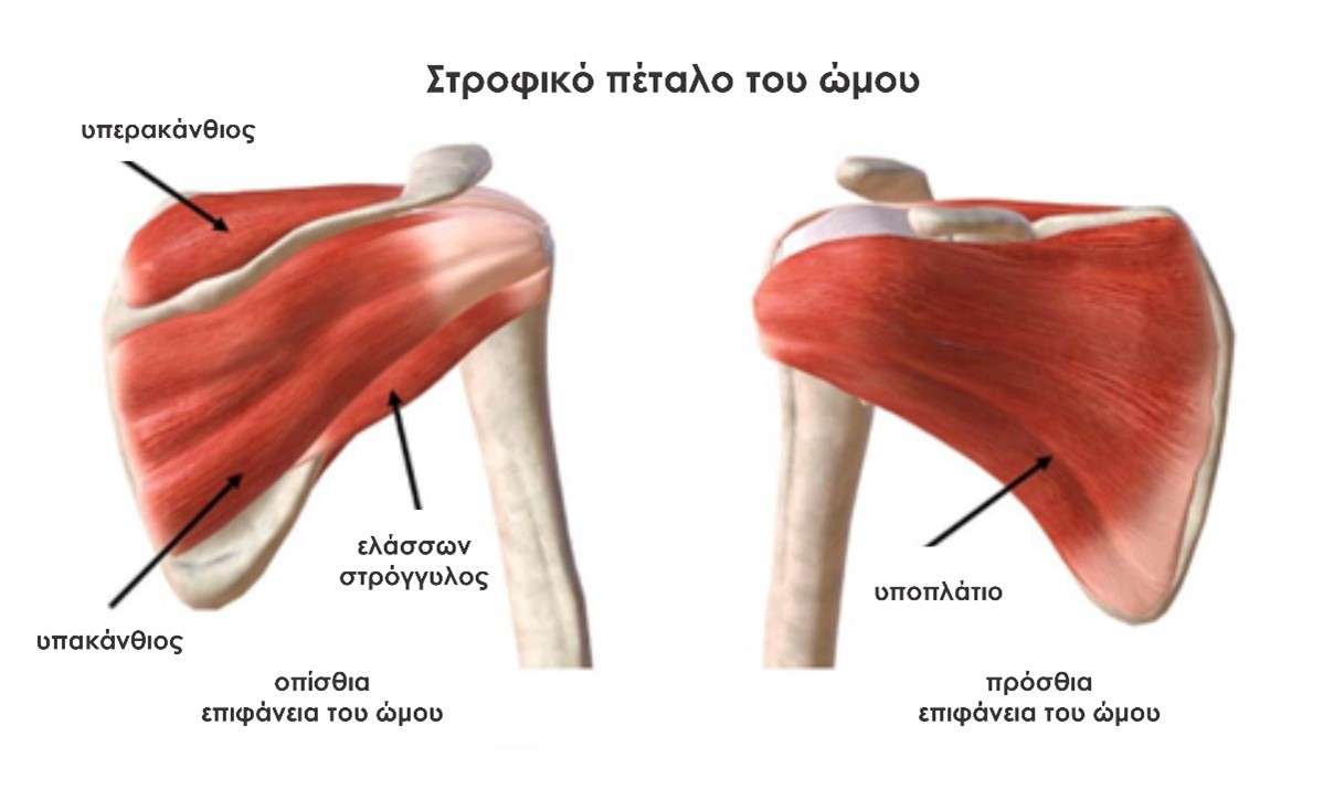 Muscles of the rotator cuff jigsaw puzzle online