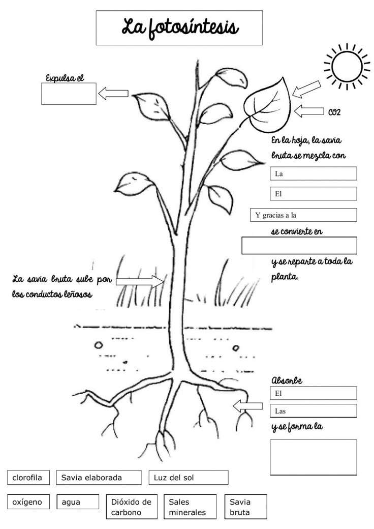 Fotosynteza puzzle online