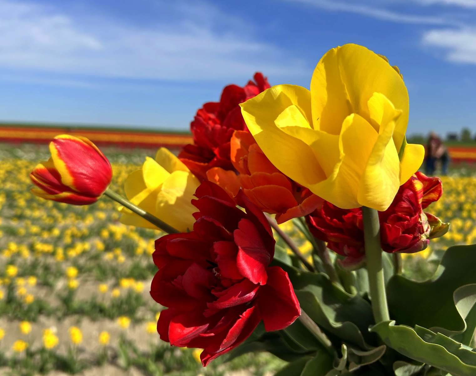 Tulpen Puzzlespiel online
