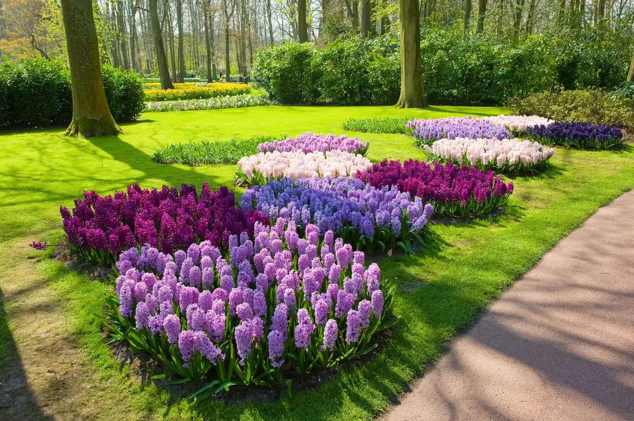 Un parque con jacintos de colores rompecabezas en línea