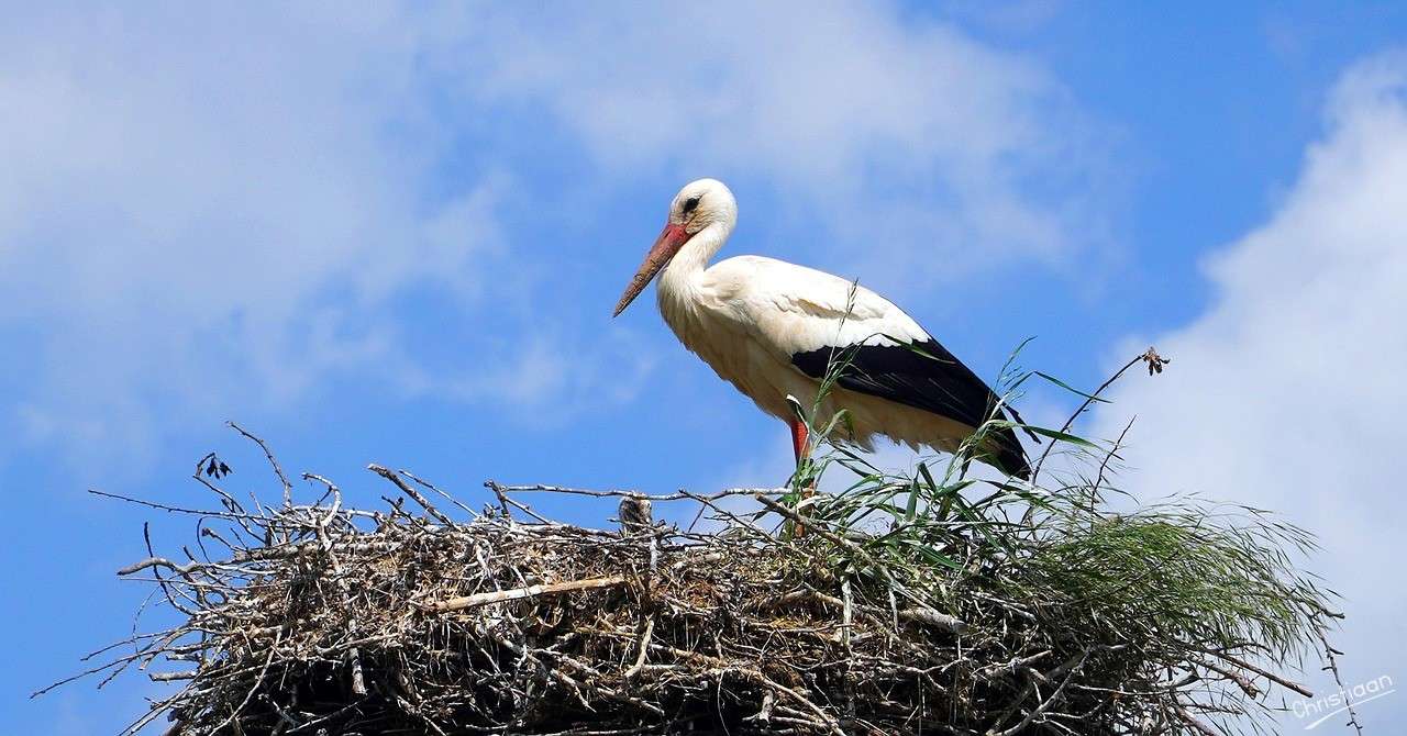 White Stork, Nest. online puzzle