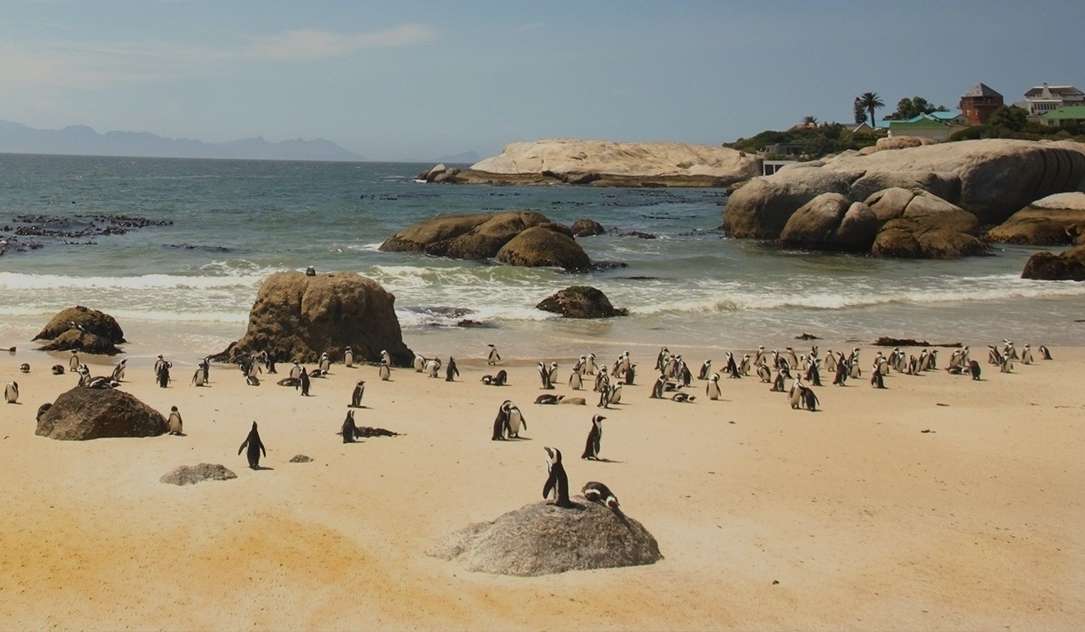 Boulders Beach, Südafrika Puzzlespiel online
