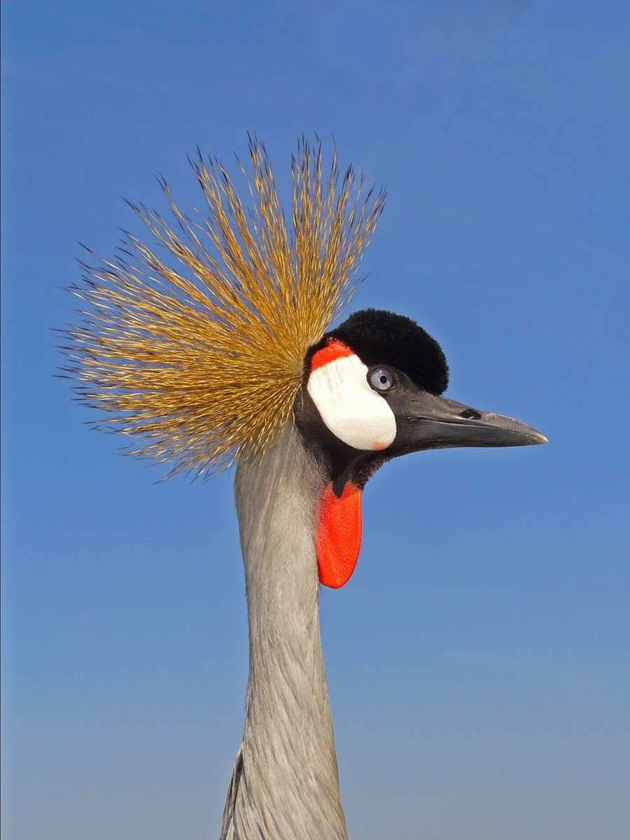 Gru coronata africana puzzle online