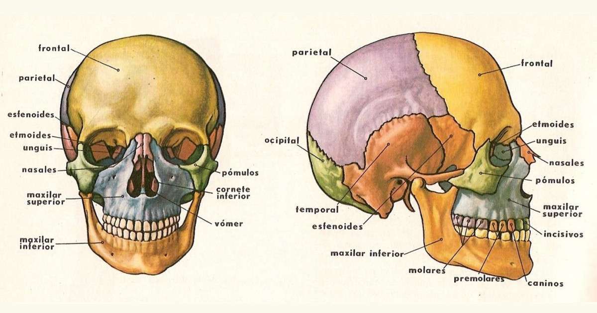The bones of the skull online puzzle