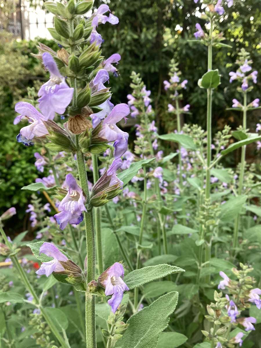Sauge dans le jardin. puzzle en ligne