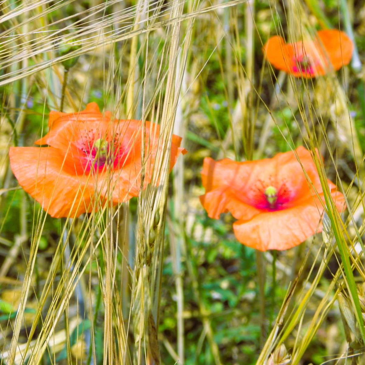 Papaveri nel grano puzzle online