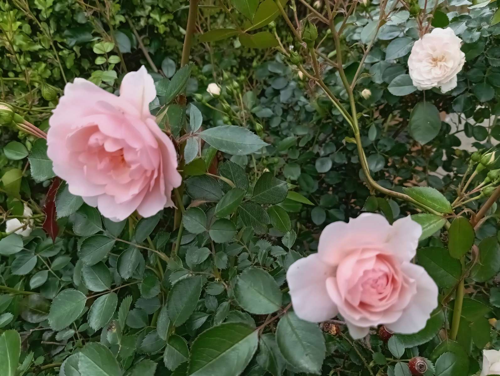 Roses de jardin puzzle en ligne