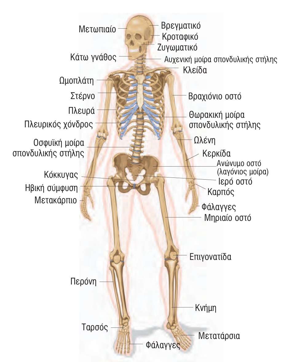 Σκελετός puzzle online
