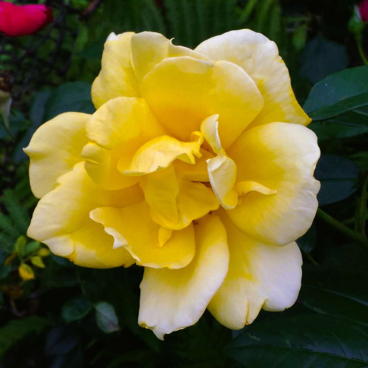 Une rose jaune puzzle en ligne