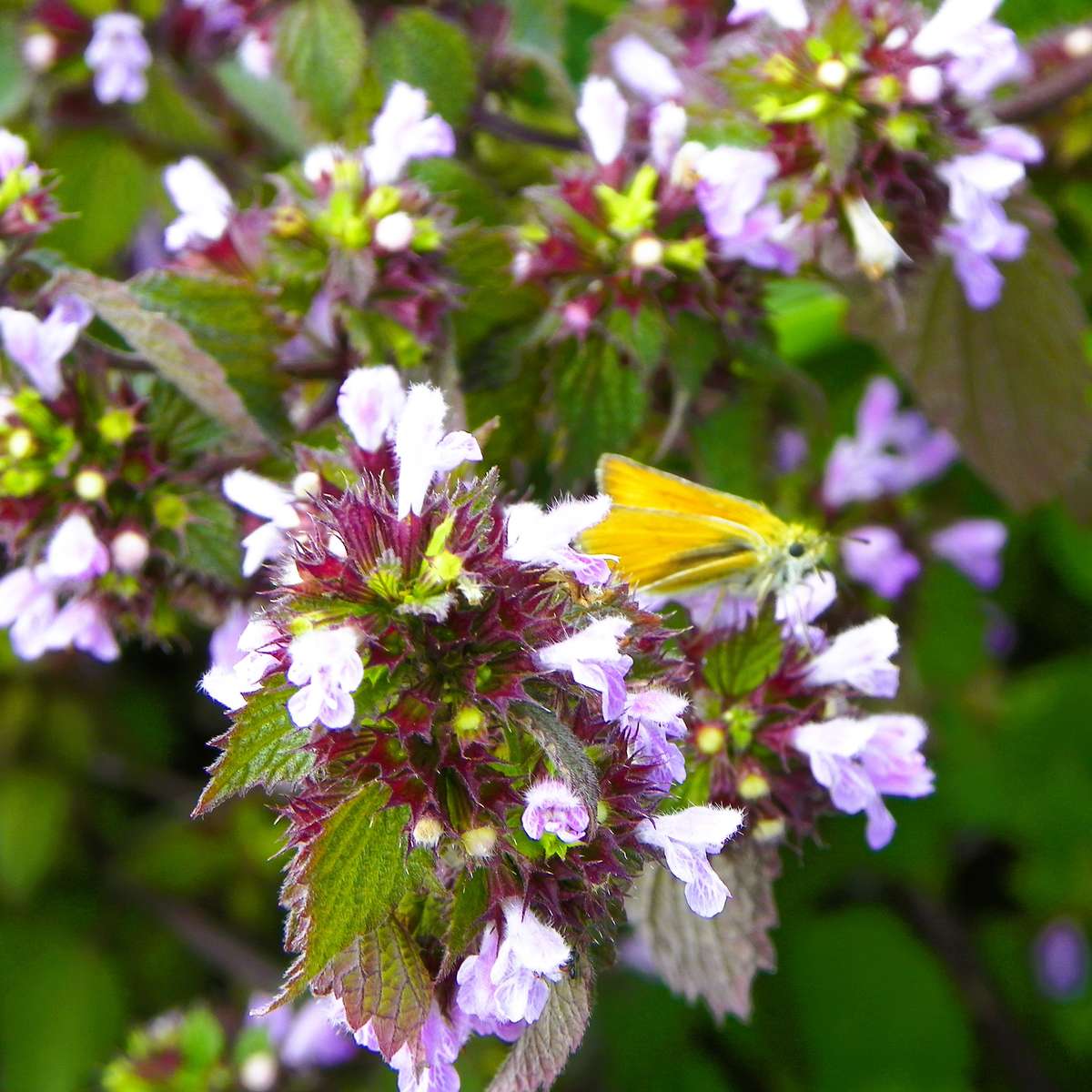 Fleurs dans le pré puzzle en ligne