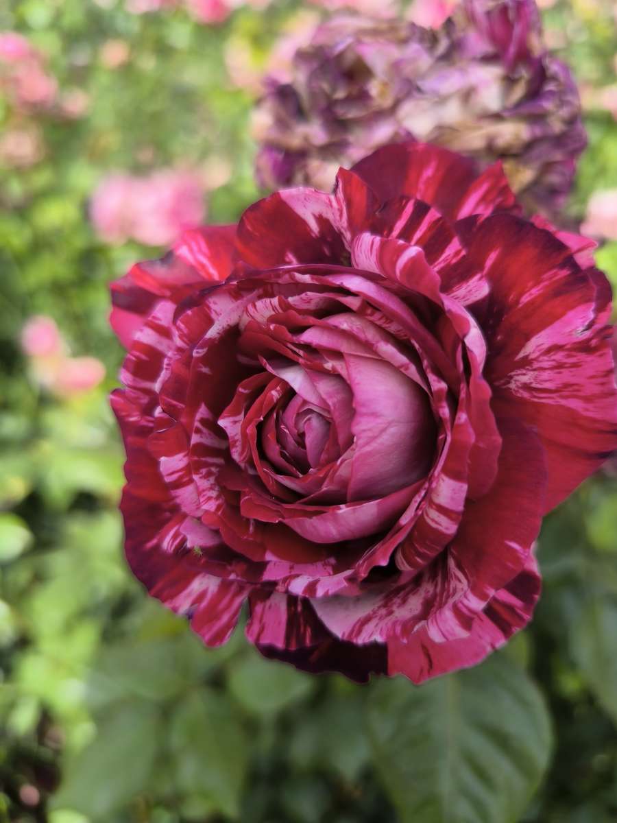 une rose chaude puzzle en ligne
