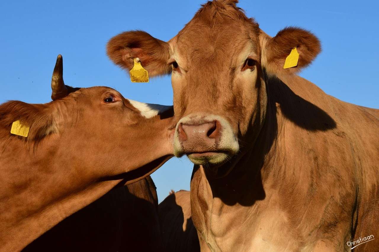 Vaca, Pasto, Pastagem, Beijo. quebra-cabeças online