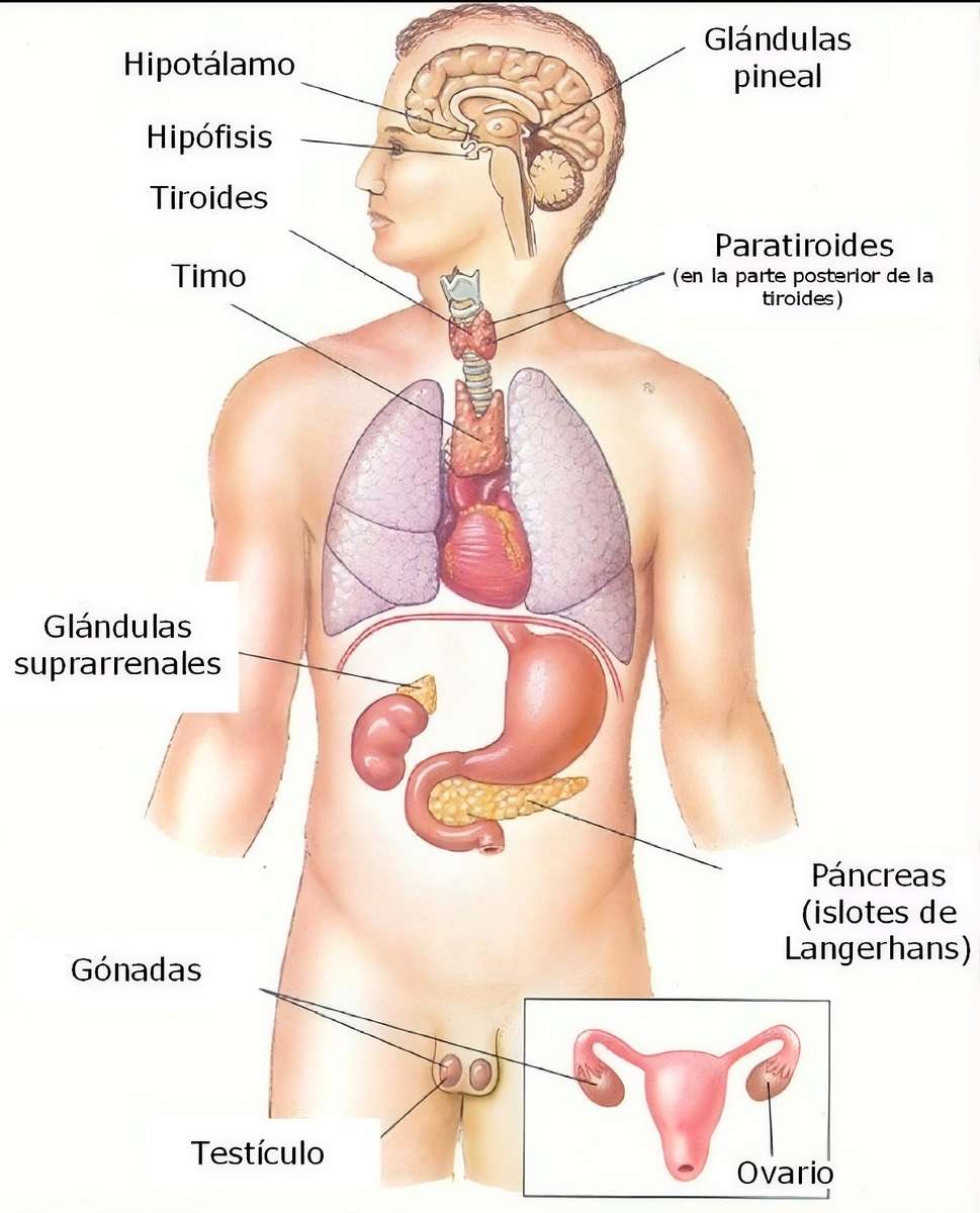 Sistemul endocrin jigsaw puzzle online