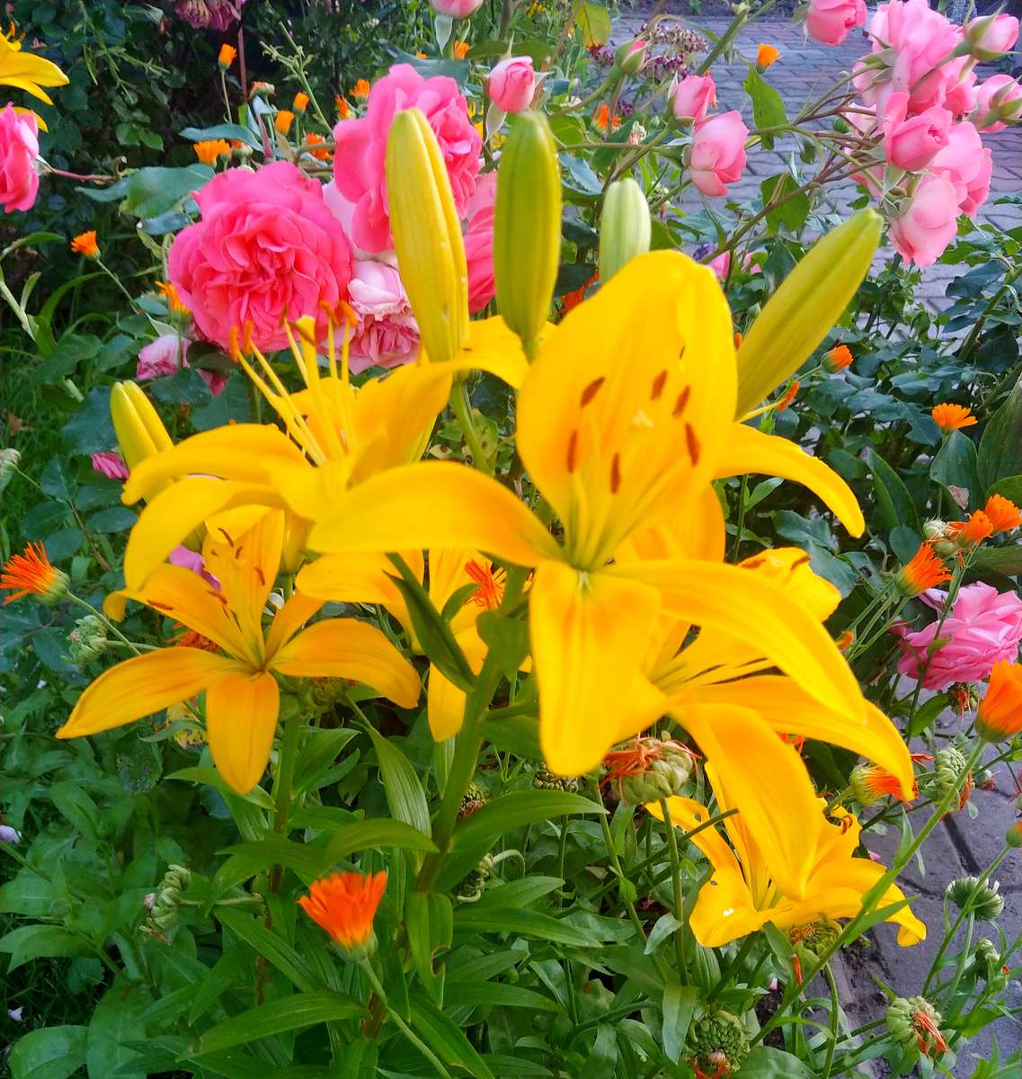 Flower garden jigsaw puzzle online