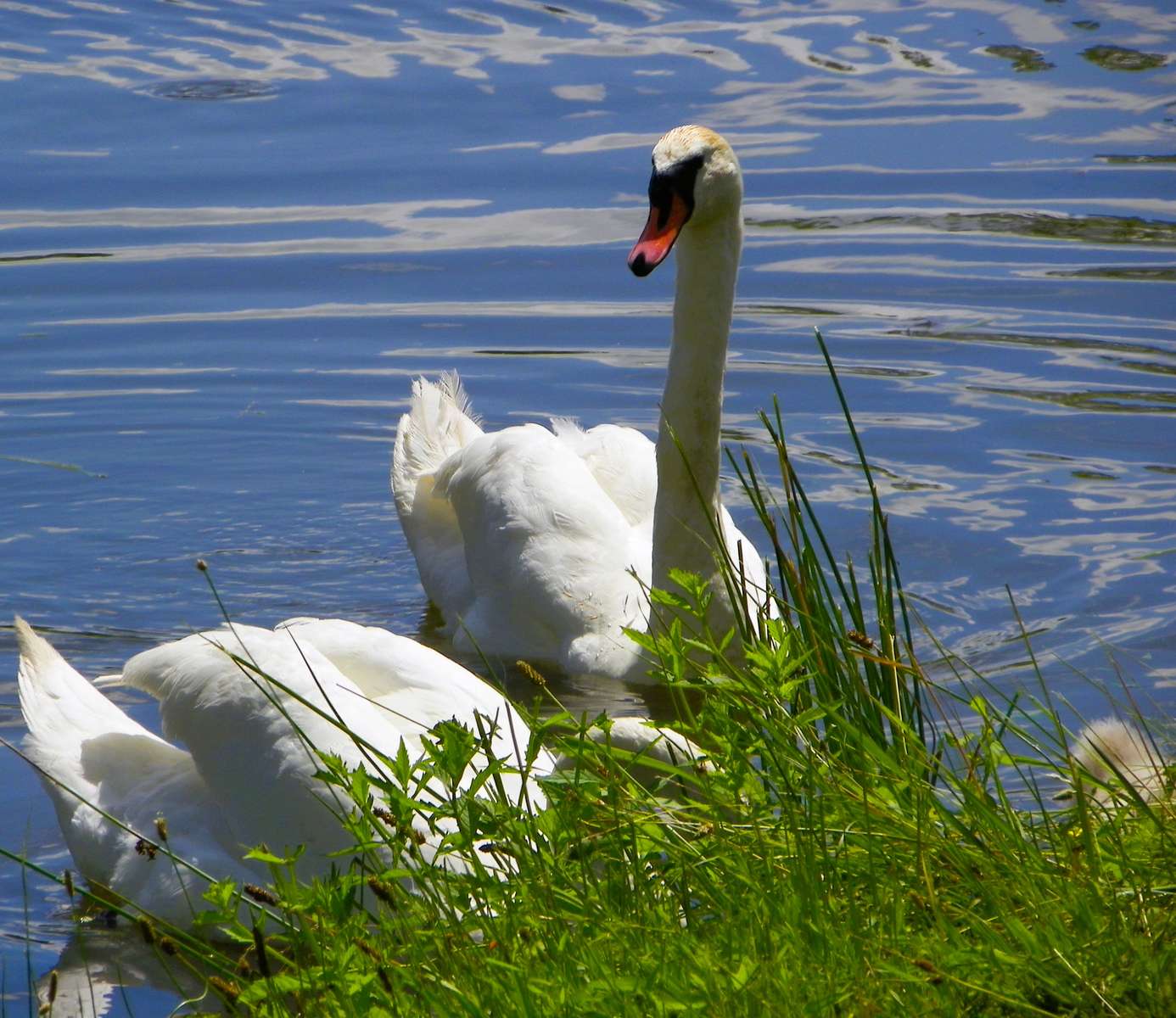 Beautiful swans online puzzle