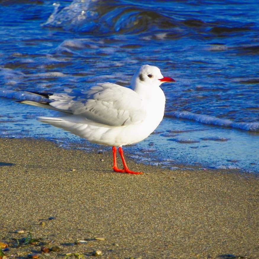 Winter in Rewa jigsaw puzzle online