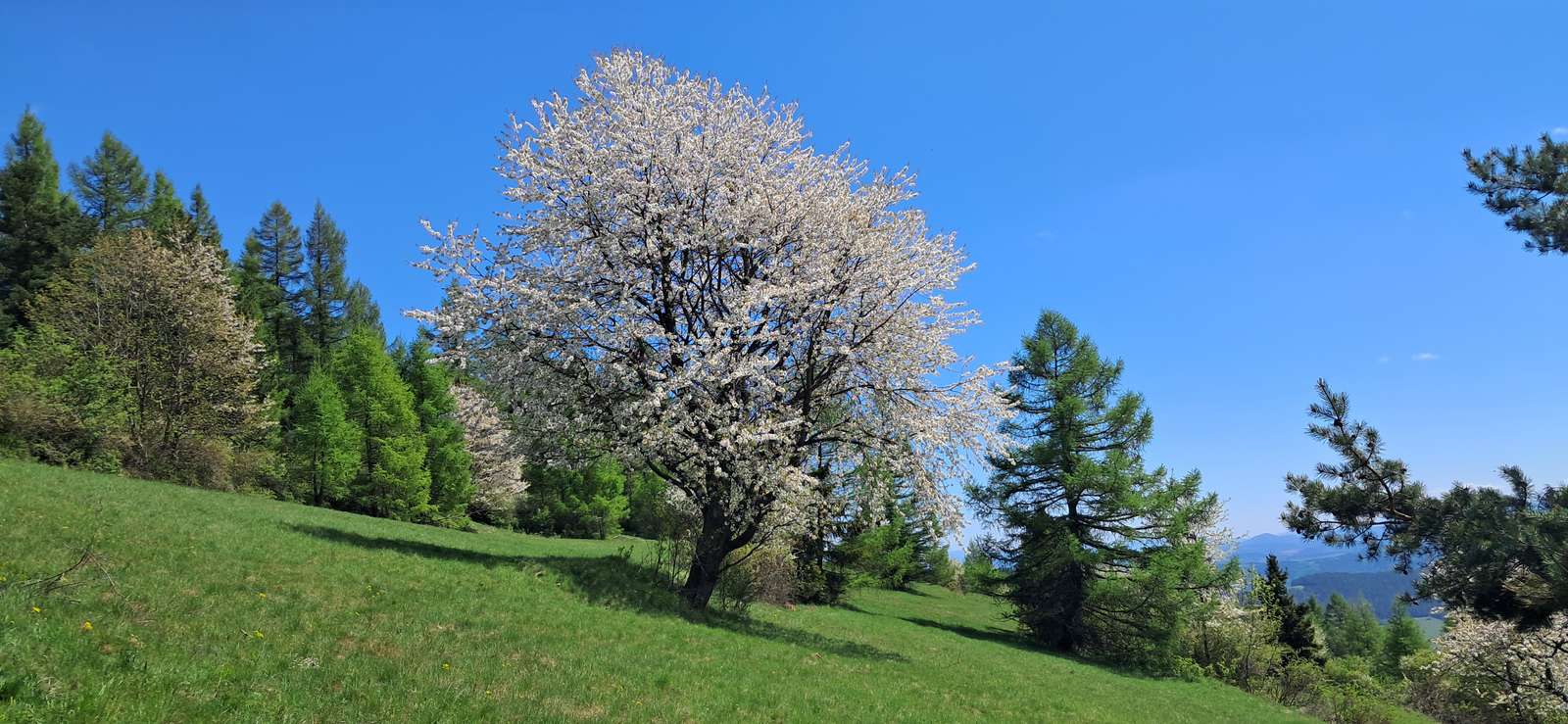 spring in the mountains online puzzle
