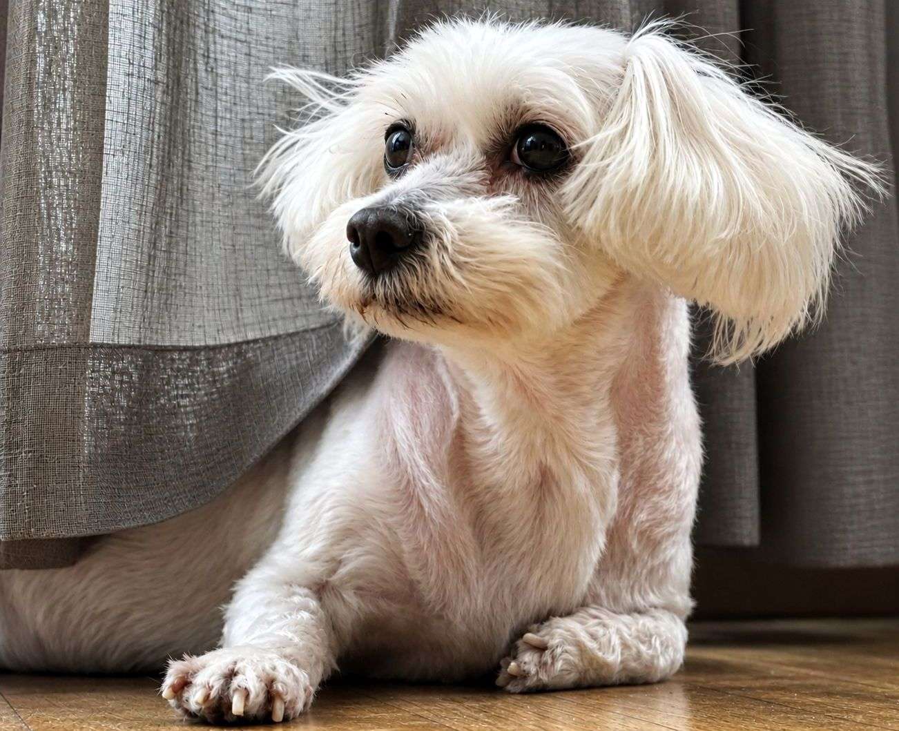 new hair style jigsaw puzzle online