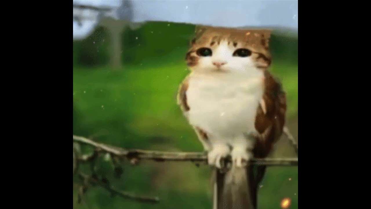capucha gato búho rompecabezas en línea