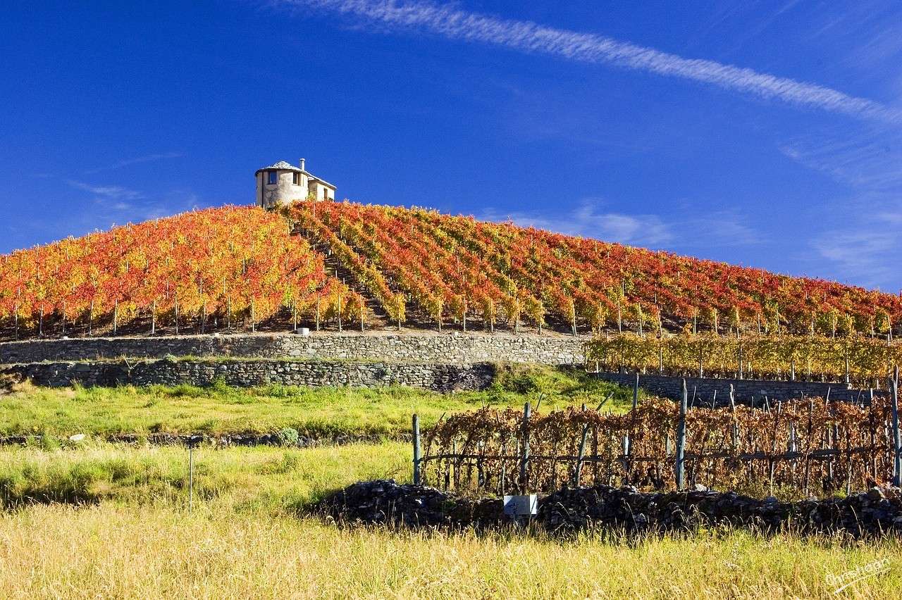 Weinberg, Weingut, Herbst. Online-Puzzle
