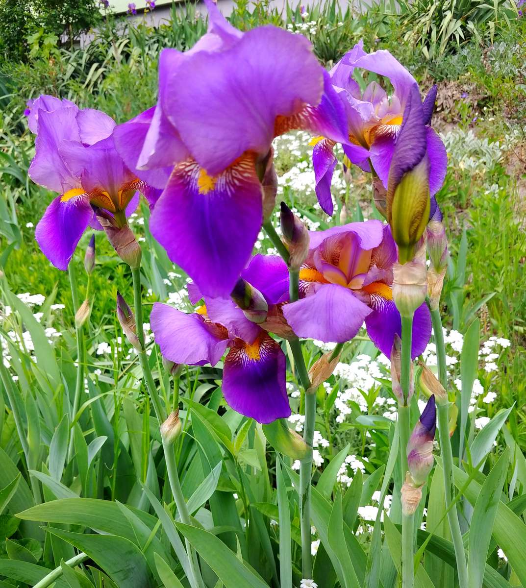 Purple irises jigsaw puzzle online