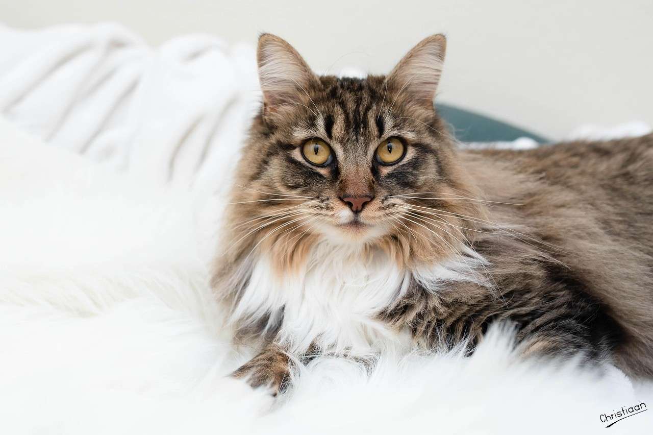 Cat, Feline, Maine Coon. jigsaw puzzle online