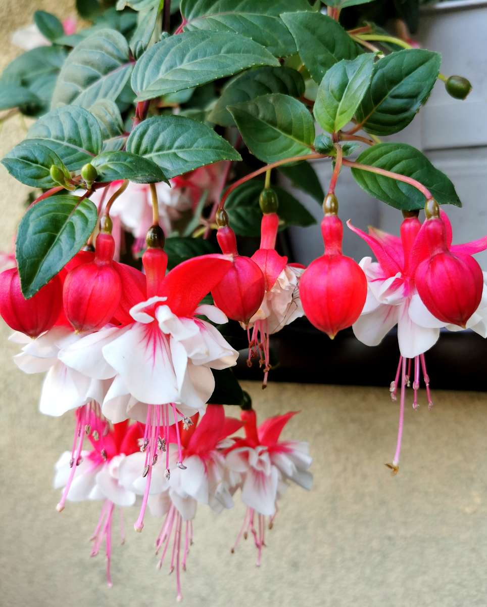 Fuchsia appelé oulanka puzzle en ligne
