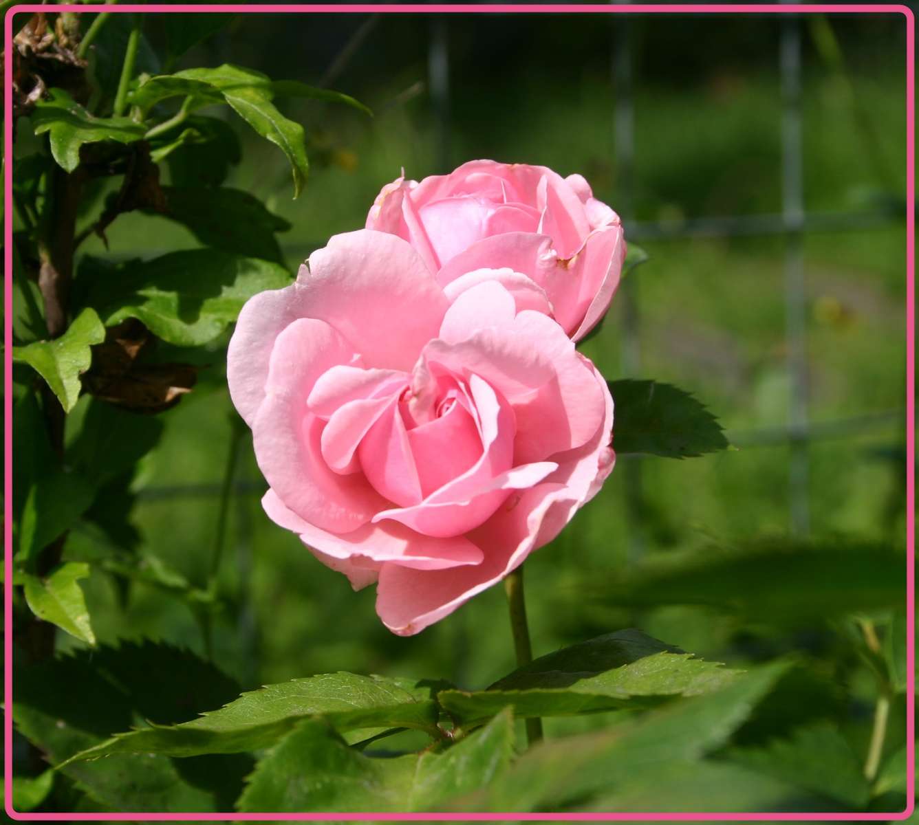 Röslein-rosa rompecabezas en línea