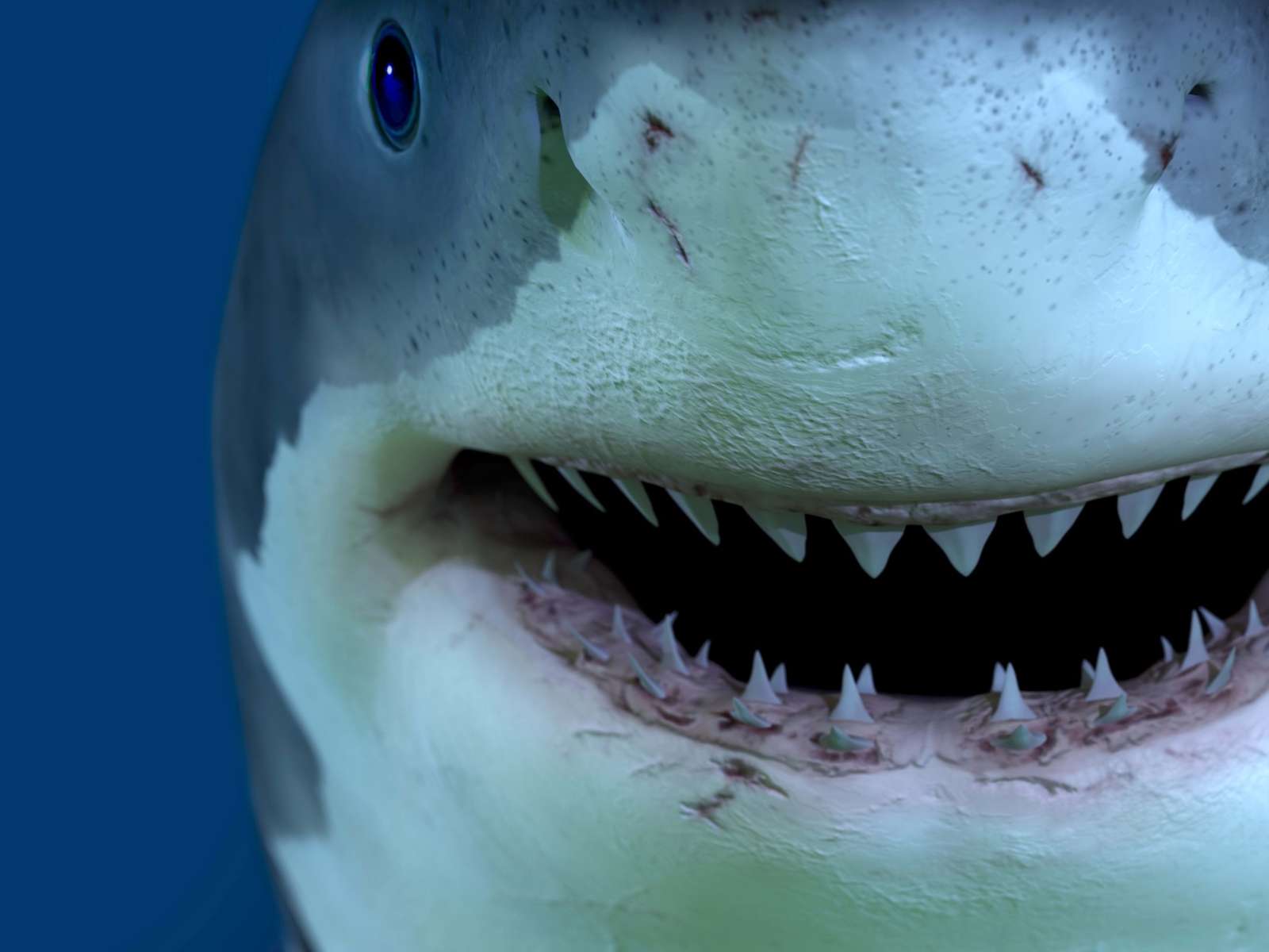 tubarão na água do oceano puzzle online